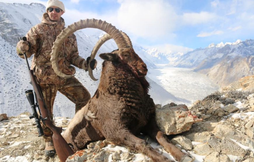 Ibex Distribution